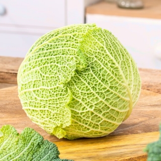 Savoy cabbage 'Entira F1' - 2500 seeds - professional seeds for everyone