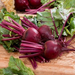 "Bona" red beetroot - 500 grams professional seeds for everyone