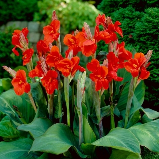 Canna lily - President