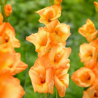Gladiolus 'Ovatie' - 5 bulbos