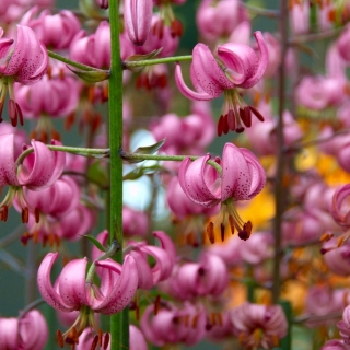 Pink martagon lily; Turkova čepice lilie