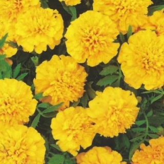 "Amulet" French marigold - double yellow flowers