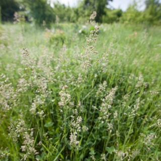 Kentucky bluegrass Marauder - 5 kg; iarbă de luncă netedă, iarbă de luncă comună - 