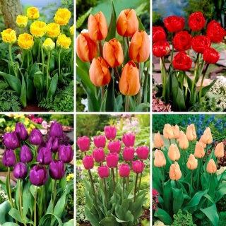 M méretű készlet - 30 tulipánhagyma, 6 legszebb fajta választéka