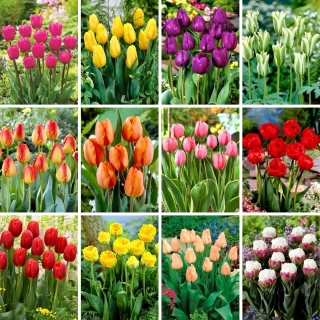 XXL-sized set - 120 tulip bulbs, selection of 12 most beautiful varieties
