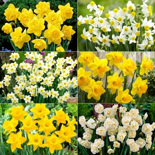 M-sized set - 30 daffodil and narcissus bulbs, selection of 6 most beautiful varieties