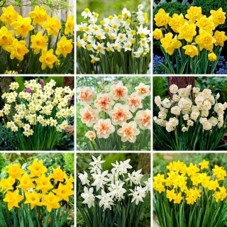 L-sized set - 45 daffodil and narcissus bulbs, selection of 9 most beautiful varieties