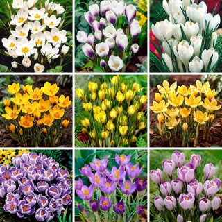 L-sized set - 90 crocus bulbs, selection of 9 most beautiful varieties