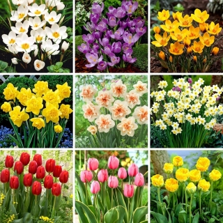 L méretű készlet - 60 tavaszi virághagyma, 9 legszebb fajta választéka
