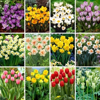 XXL-sized set - 160 spring flower bulbs, selection of 12 most beautiful varieties