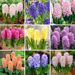 L-sized set - 27 hyacinth bulbs, selection of 9 most beautiful varieties