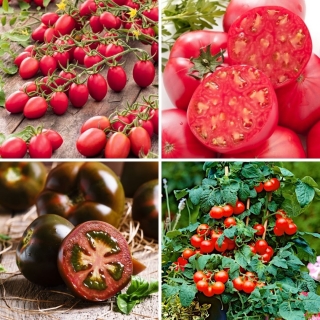 Veľká sada - 4 odrody paradajok, výber z tých najchutnejších odrôd - 