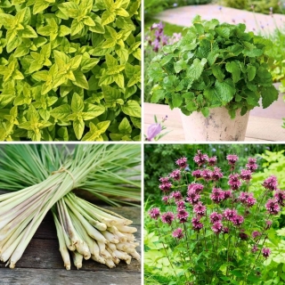 Citrus-scented herbs - seeds of 4 herbs
