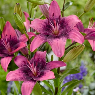 "Purple Dream" Asiatische Lilie