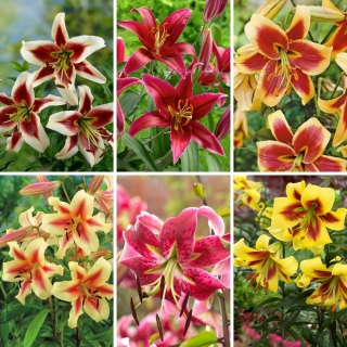 Medium set - 6 bulbs of tree lilies, selection of the most beautiful varieties