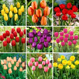 L-sized set - 45 tulip bulbs, selection of 9 most beautiful varieties
