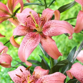 "Morpho Pink" Asiatische Lilie - Großpackung! - 10 Zwiebeln