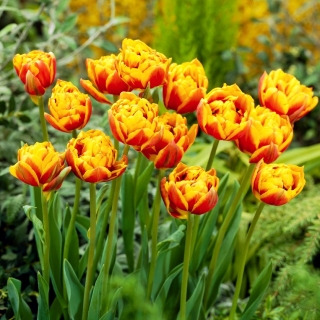"Bonanza" tulip - 5 bulbs