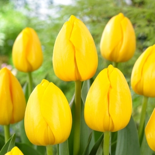 Tulipa 'New Sun' - 5 bulbos