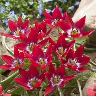 Tiny Timo' tulipán - 5 hagyma