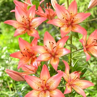 "Trogon" asiatisk lilja