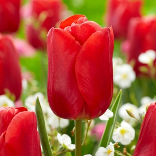 Tulipán "Red Jimmy" - 50 bulbos