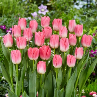 Tulipa 'Dinastia' - 5 bulbos