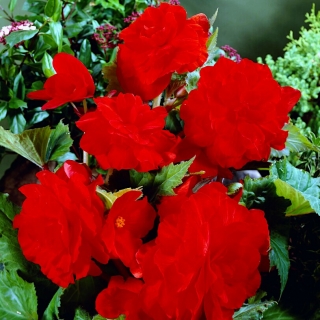 Begonia Veliki cvjetni dvostruko crveni - 2 lukovice - Begonia ×tuberhybrida 