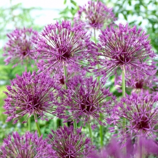 "Purple Rain" ornamental onion - 3 bulbs
