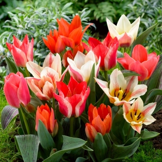 Greigii Mix - selection de tulipes basses - 50 bulbes