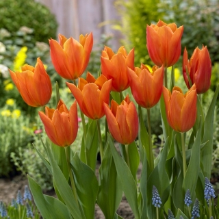 Tulipa 'Greetje Smit' - 5 bulbos