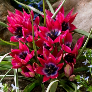 Tulipa Little Beauty - Tulip Little Beauty - 5 bebawang