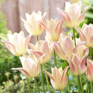 Tulipe Dame elegante - 5 pcs