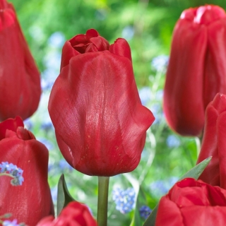 Idolo del tulipano - 5 pezzi