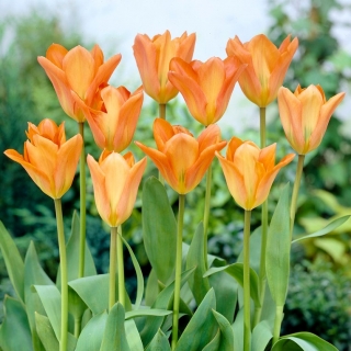 Tulip Orange Emperor - 5 gab.