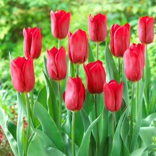 Tulip Strong Love - large pack! - 50 pcs