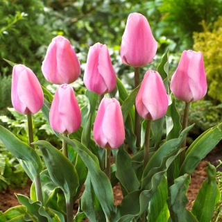 Tulip Synaeda Amor - velké balení! - 50 ks.