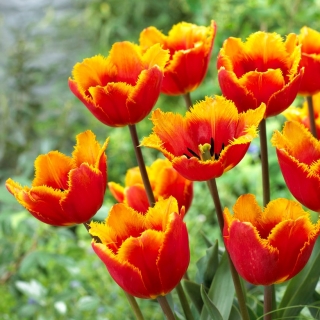 Tulipe Tiano - 5 mcx