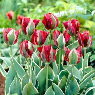Tulip Esperanto - storpack! - 50 st