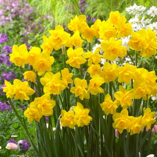 Golden Delicious daffodil - 5 pcs