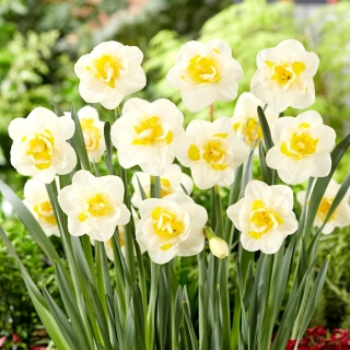 Salou daffodil - 5 pcs