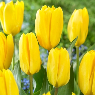 Candela tulipe - 5 mcx