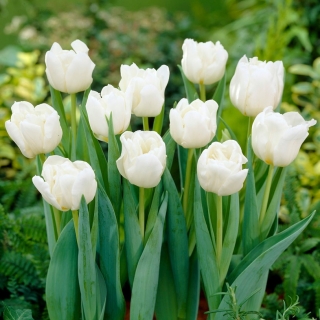 Tulip Mondial - 5 piezas