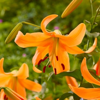 Orange tree lily