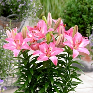 Rozalynn miniature pot lily