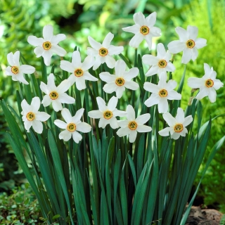 Set 5 - Poir's daffodil Recurvus - 25 pezzi; Narciso del poeta, narghilè, occhio di fagiano, fiore findern, giglio rosa - 