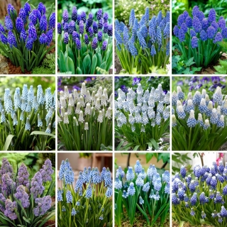 Extra-large set - 120 grape hyacinth bulbs - a selection of 12 most intriguing varieties