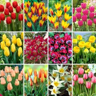 Extra velká sada - 60 cibulek tulipánů - výběr z 12 nejzajímavějších odrůd