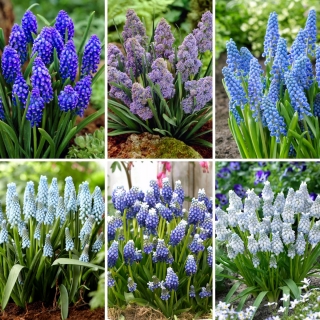 Medium set - 60 grape hyacinth bulbs - a selection of 6 most intriguing varieties