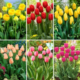 Medium set - 30 tulip bulbs - a selection of 6 most intriguing varieties